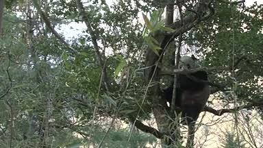 在丛林的大熊猫爬树求偶打架森林视频的预览图